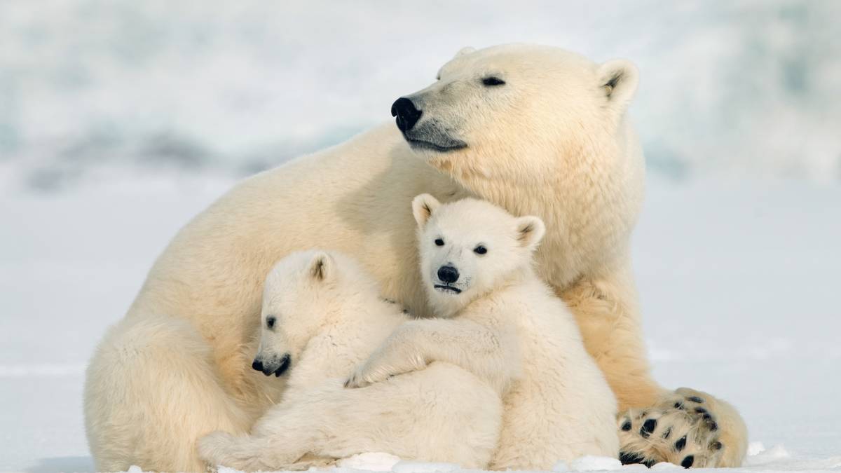 Canada’s Remote Arctic: Northwest Passage to Ellesmere and Axel Heiberg