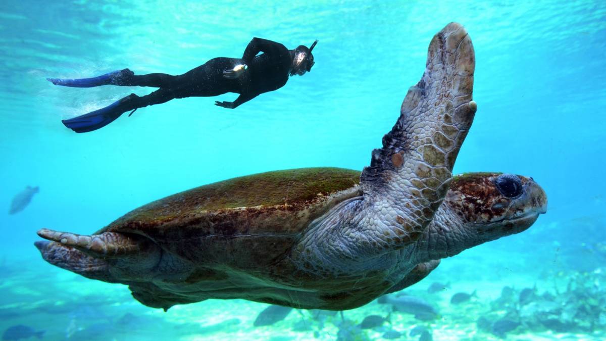 snorkeling in the Great Barrier Reef