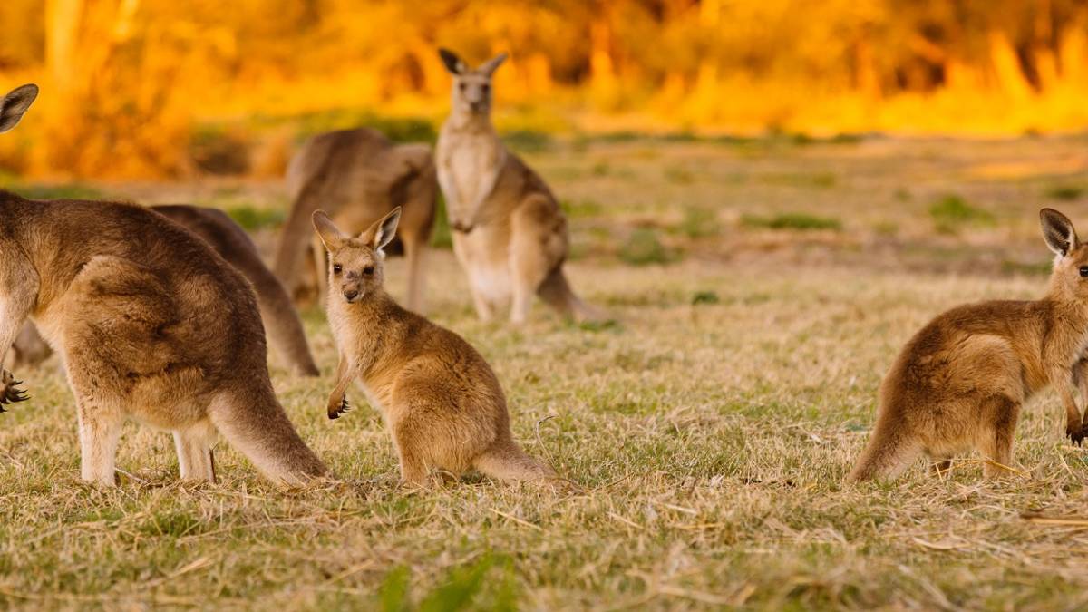 Australien Reiseführer