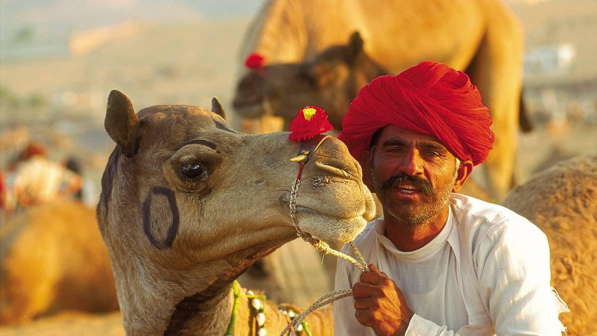 Camel safari