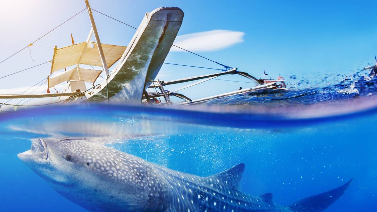 Underwater shoot of a whale shark