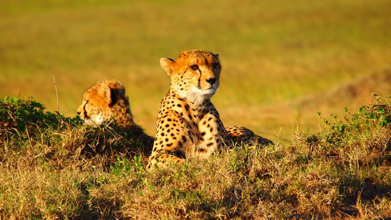 Cheetahs in Kenya