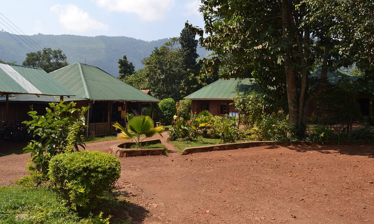 Chimps & Gorillas of Uganda