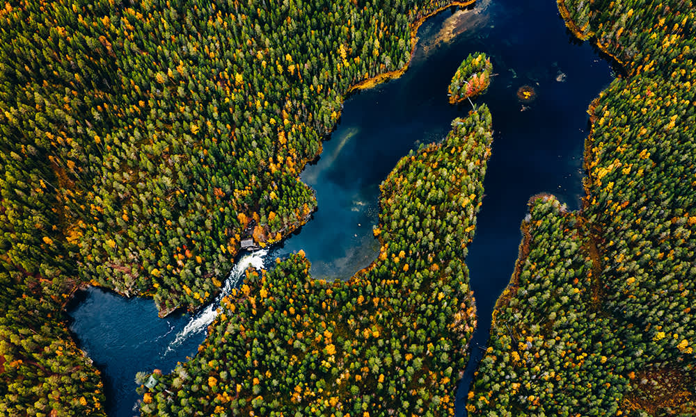 Finland Forests