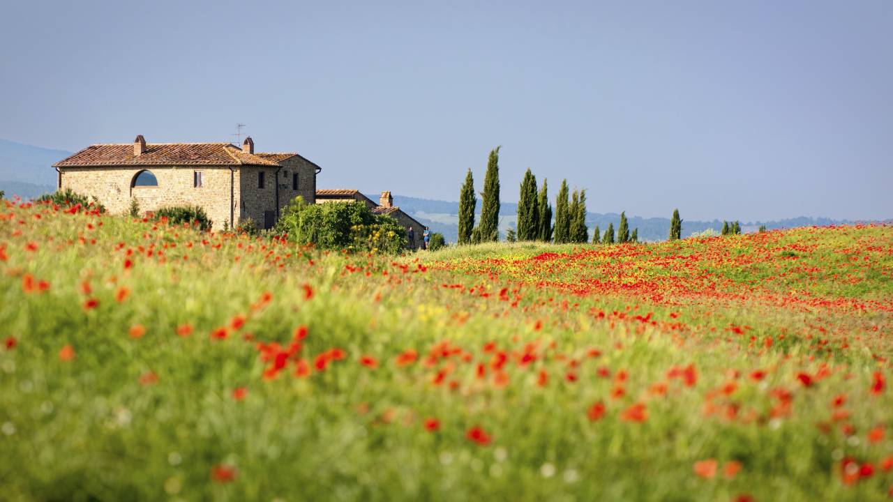 Poppy field in bloom, Tuscany, Italy