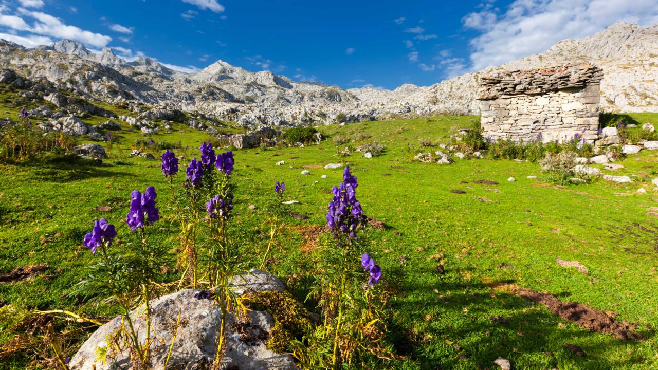 Alpine flowers of Picos de Europa