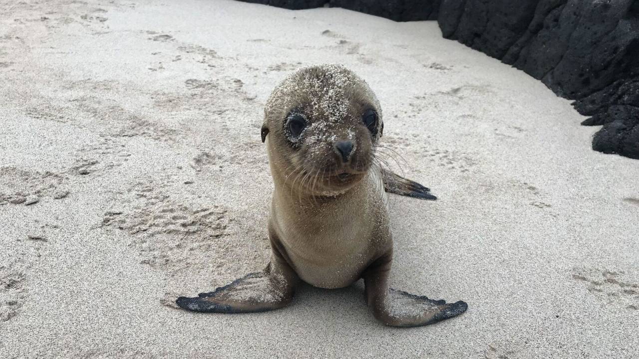 baby sea lion