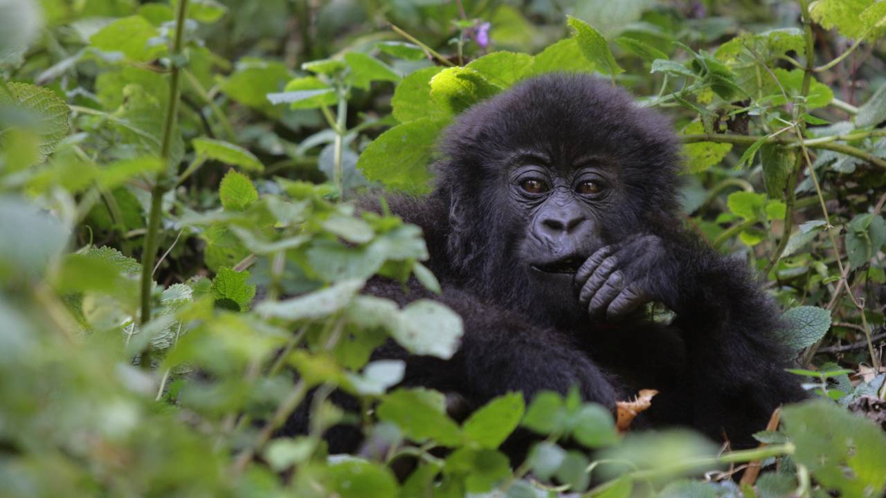 Uganda's Gorilla Census