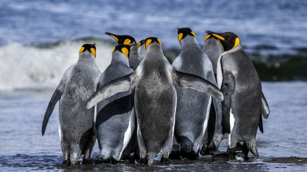 Penguins, Antarctica