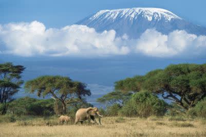 Elephants in Amboseli