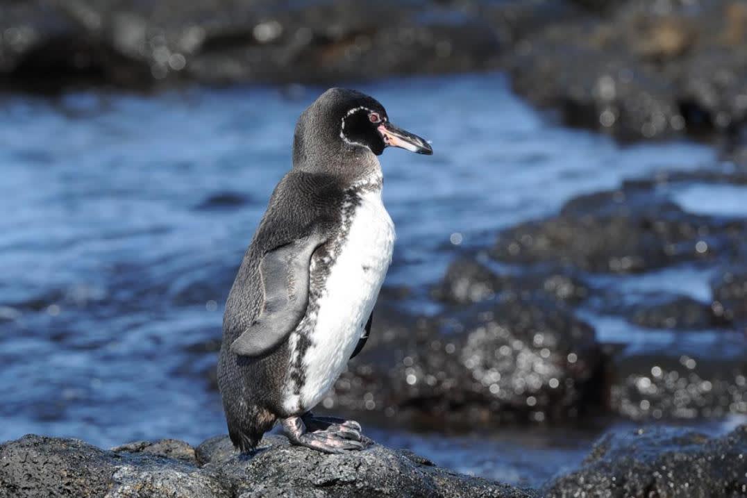 galapagos penguin