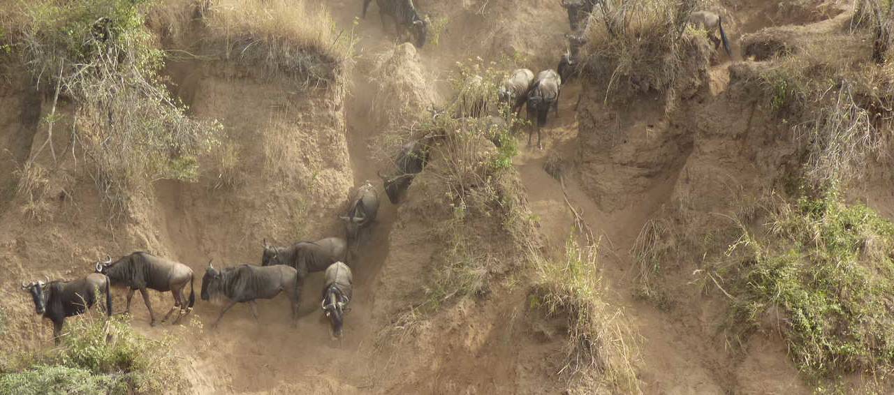 Migration in the Mara