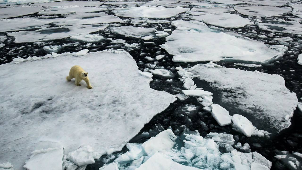 Polar bears on ice