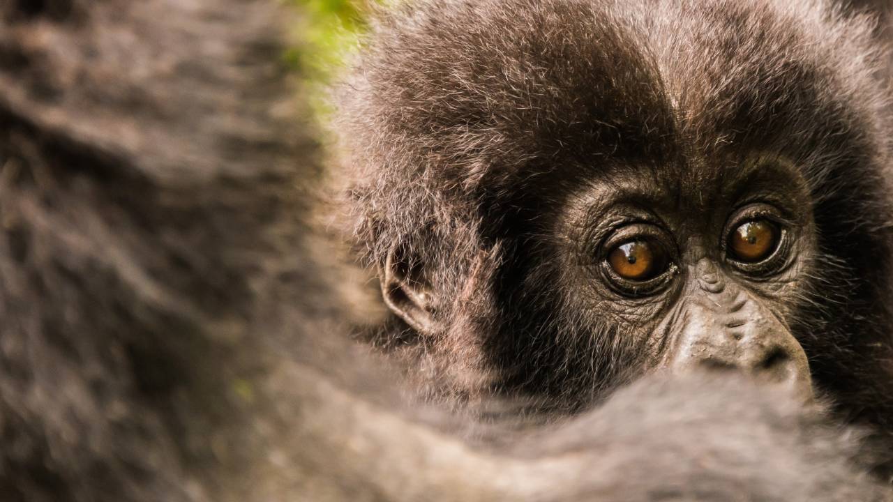 Gorillas, Rwanda