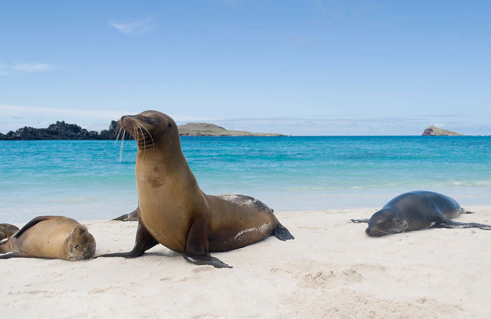 Sea lions on the Galapagos