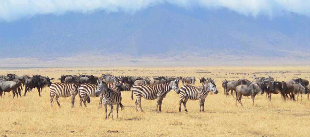 Serengeti Safari Tour