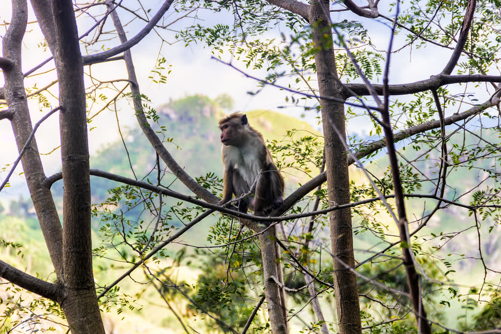 Toque Macaque in Sri Lanka