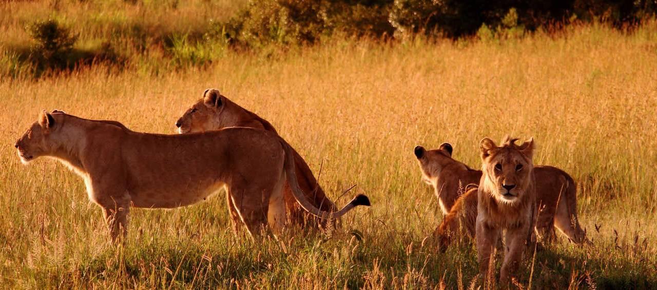 lions in the masai mara