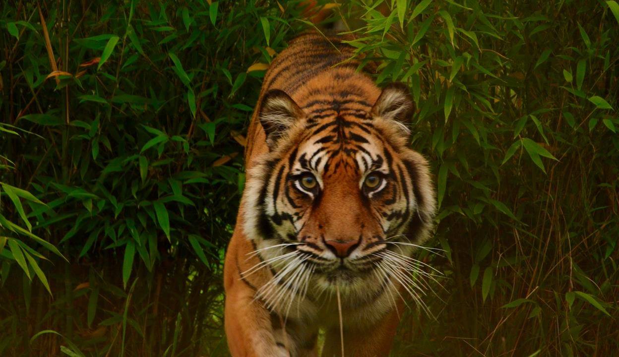 Responsible Tiger Safari in India