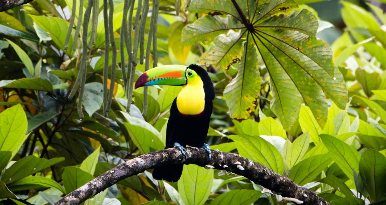 Toucan Costa Rica