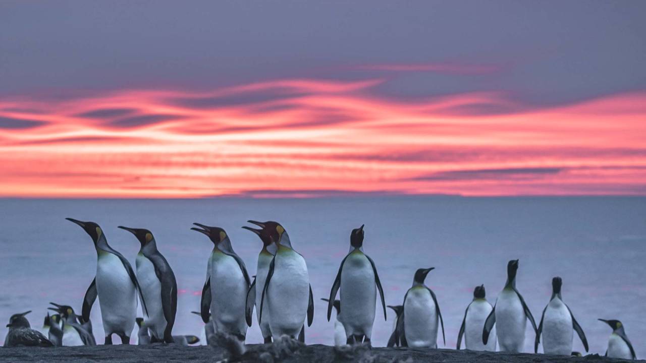 King penguins in South Georgia at sunset