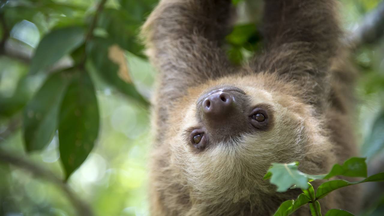 sloth costa rica