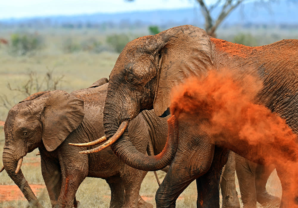 Elephants in Kenya