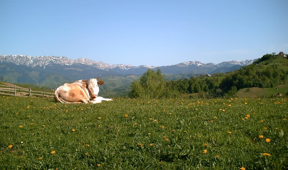 Summits of the Transylvanian Alps
