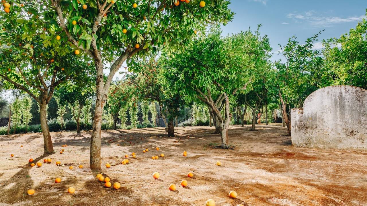 Signature Portugal | Among the Whitewashed Hills