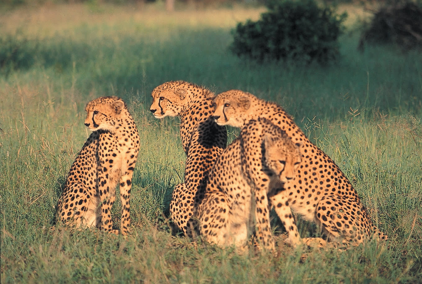 a-cheetah-sitting-in-a-grassy-field