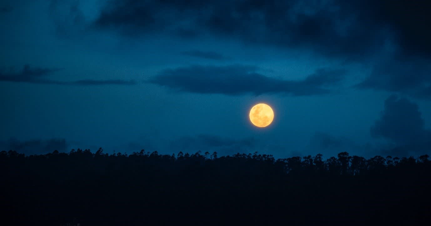 Moonlight safari in the Amazon Rainforest