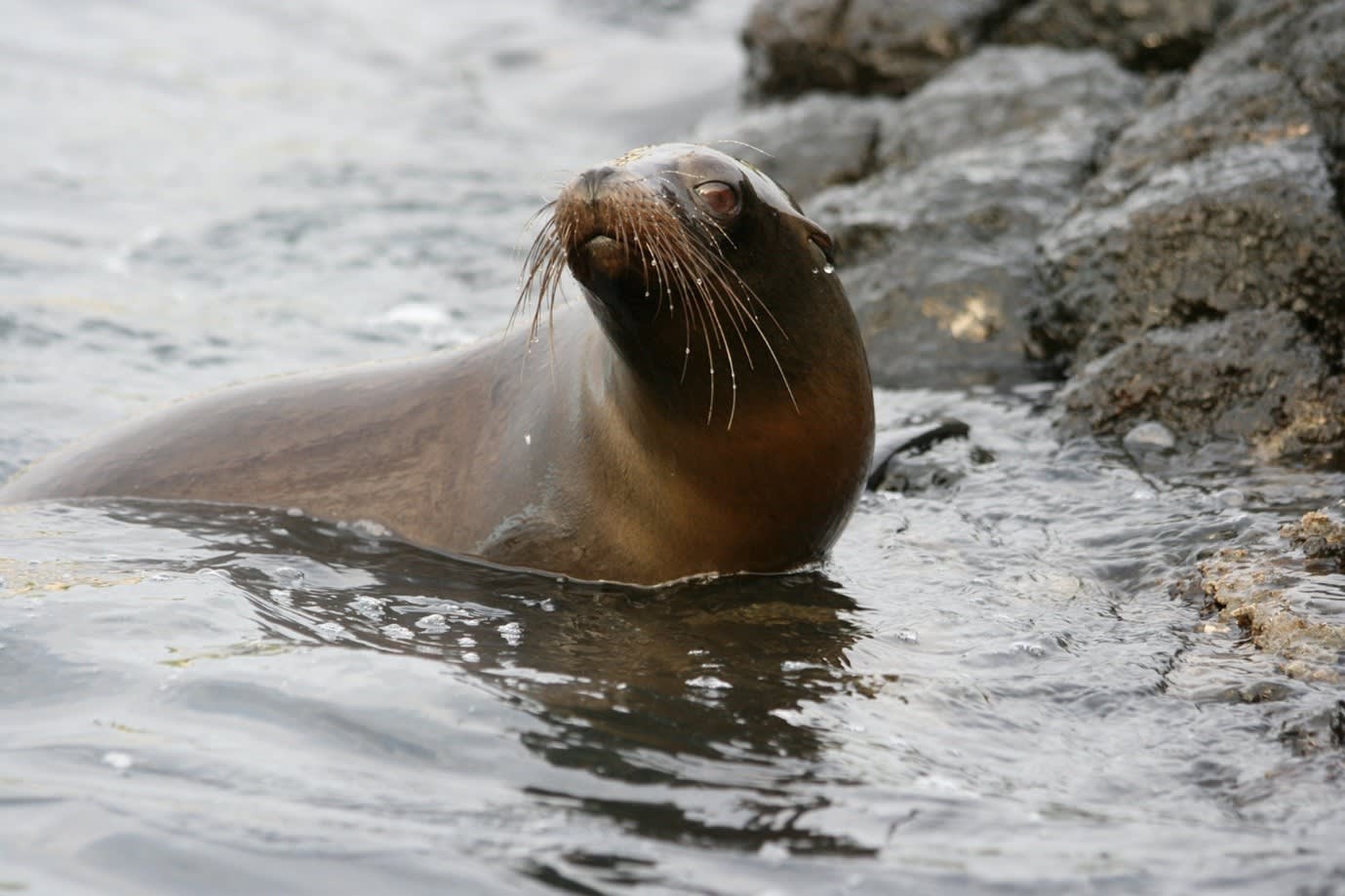 Sea lions in the Galapagos