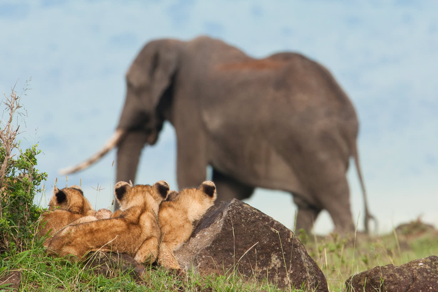 Elephant watching