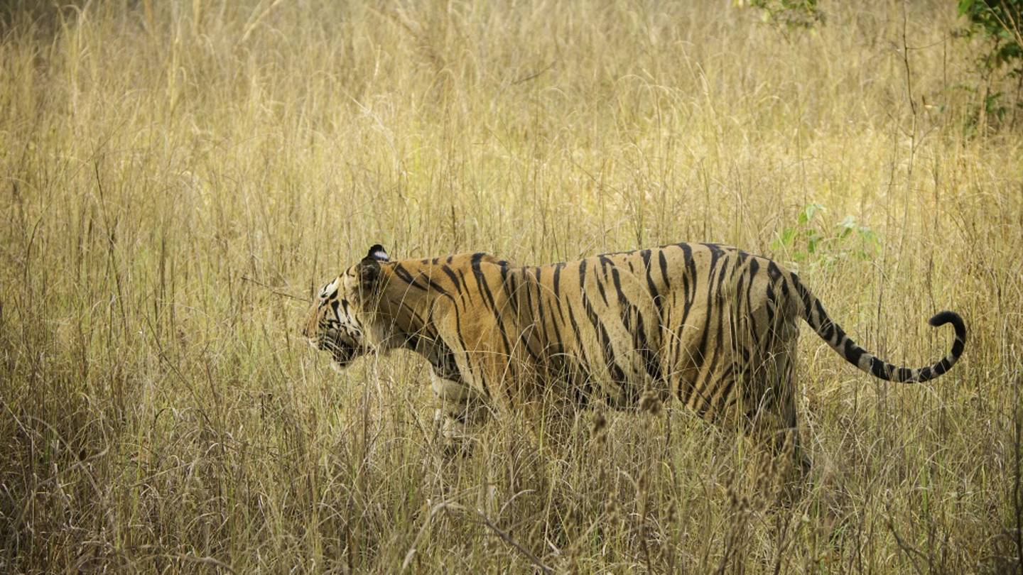 Safari in India: Meet the Royal Bengal Tiger