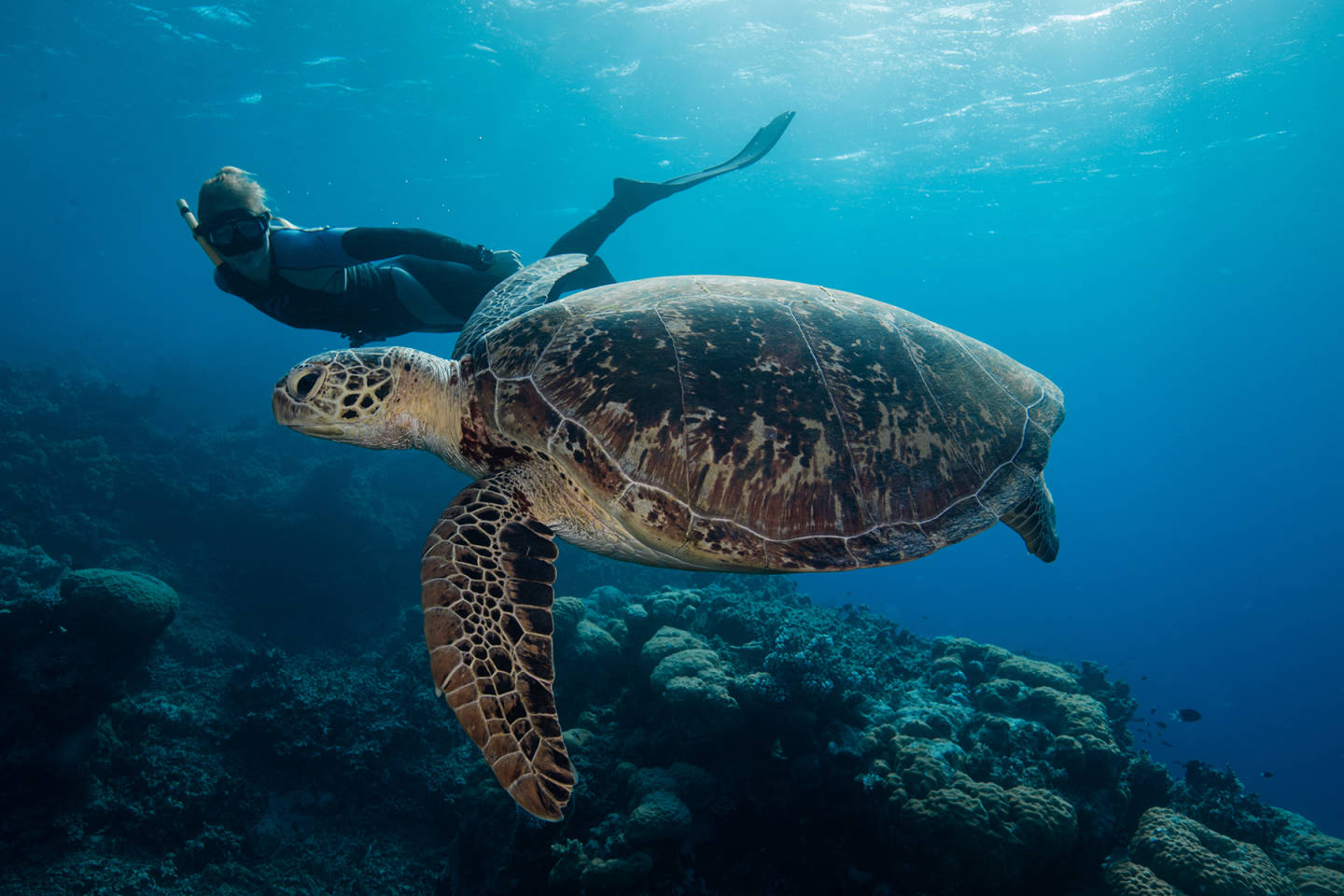 Great Barrier Reef, Australia