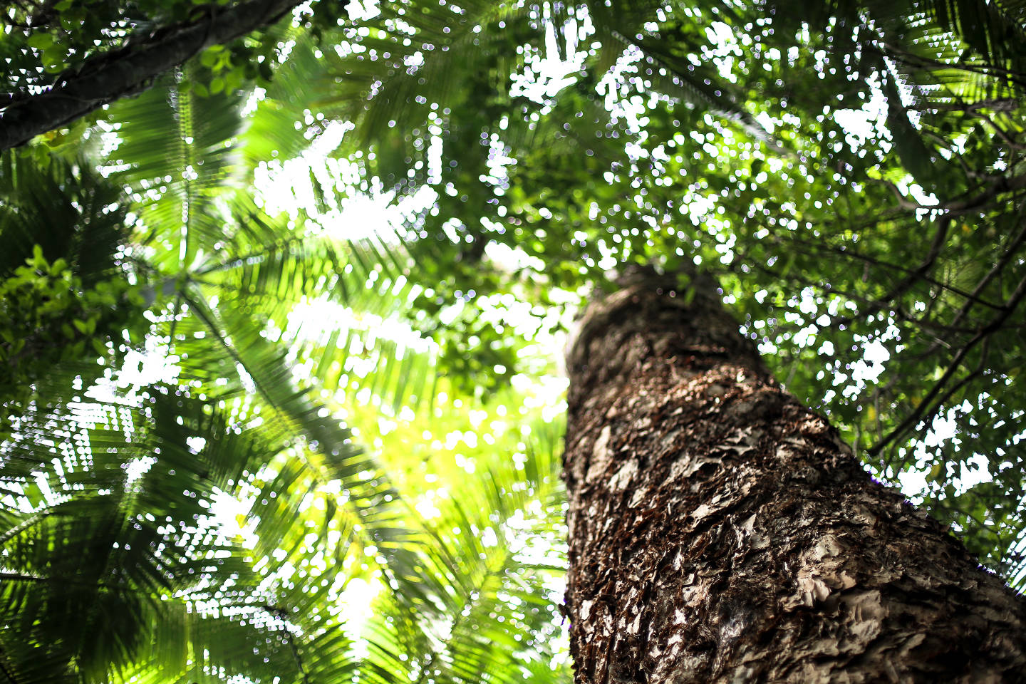 Daintree rainforest Australia