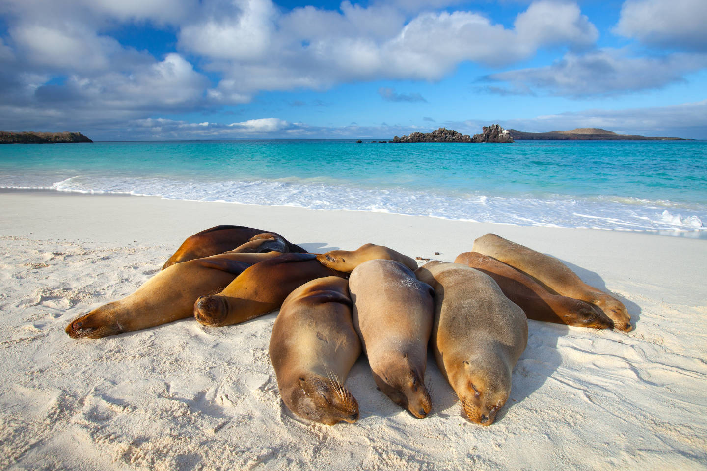 Galapagos sea lions sunning themselves on the beach