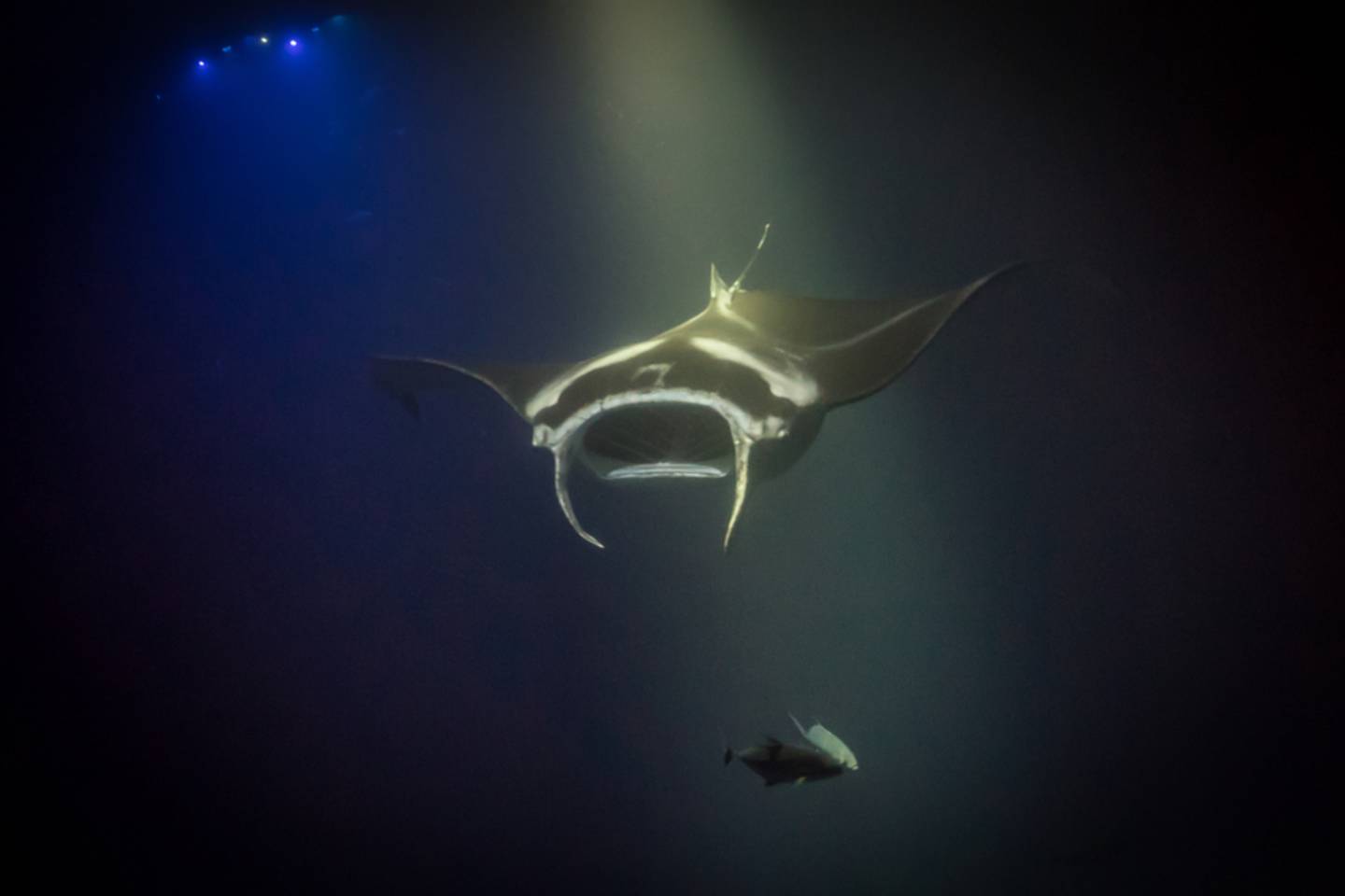 Manta Ray, Kona, Hawaii