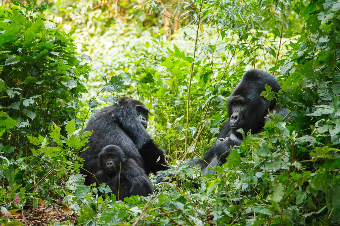 Gorillas