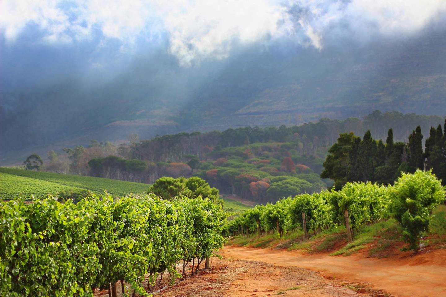 vineyard by hill, mist