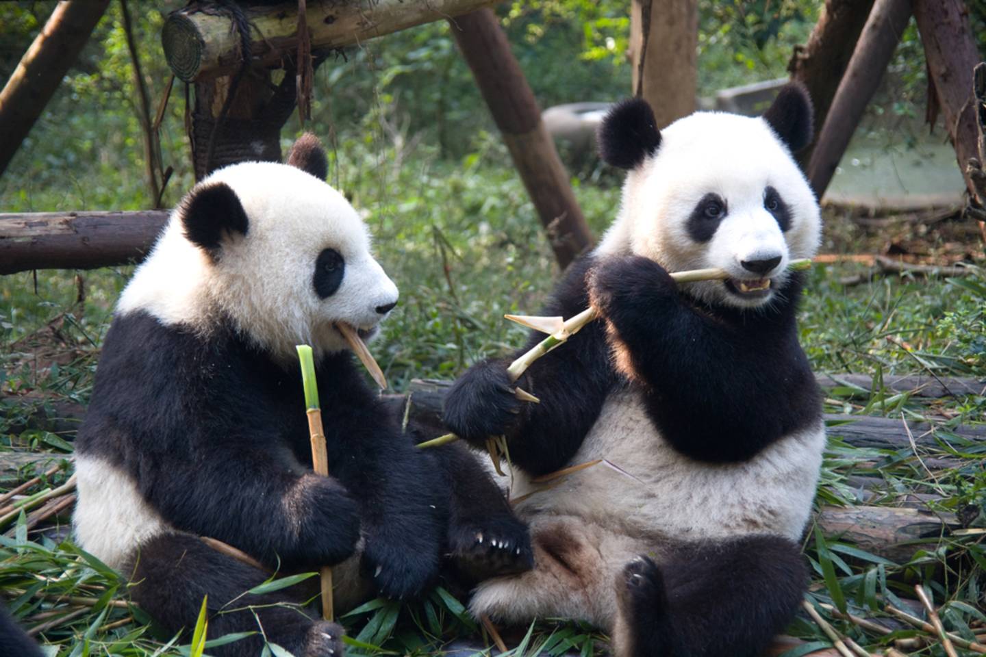 Panda China