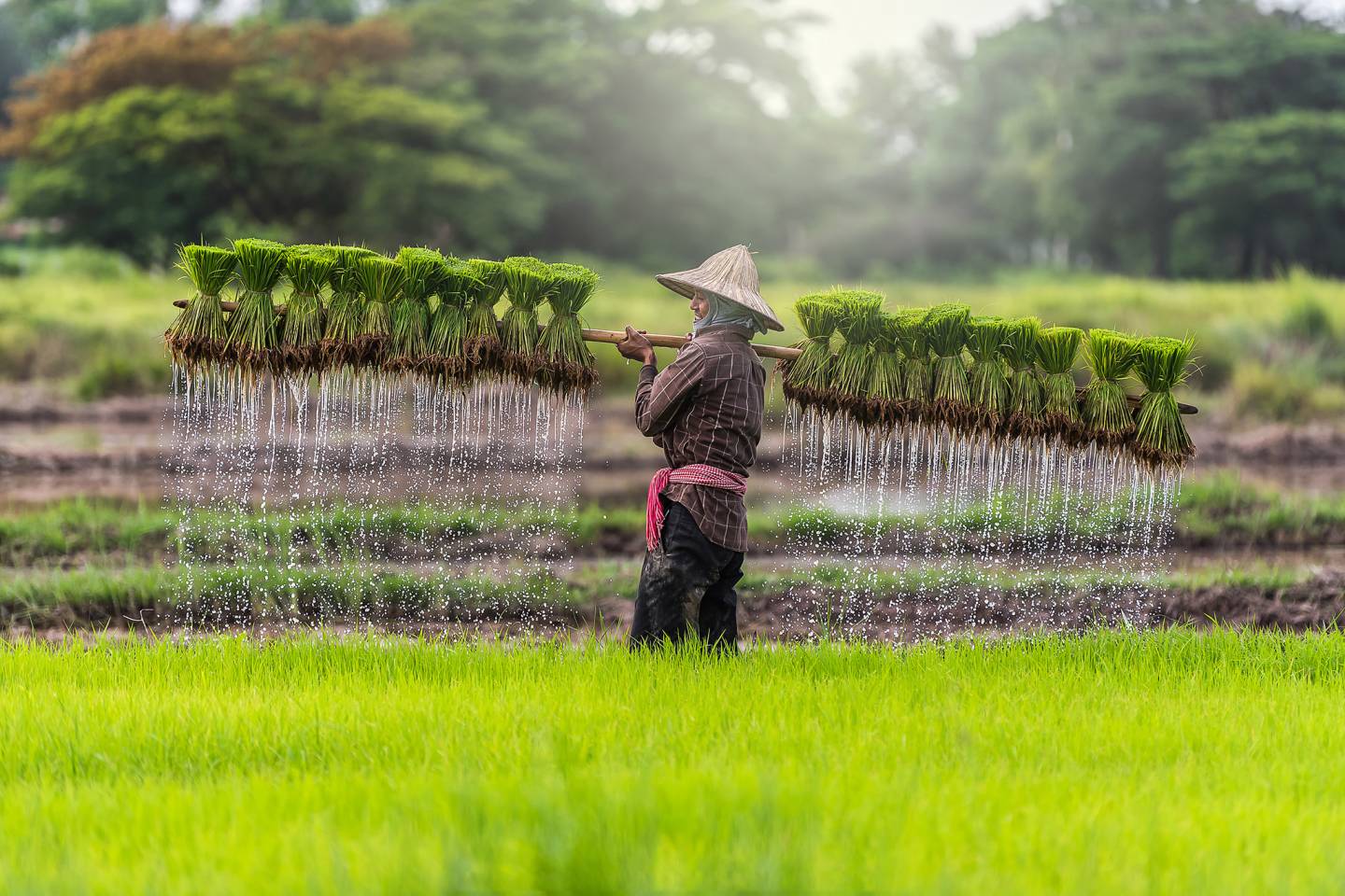 Rice paddies, Hoi An, Vietnam