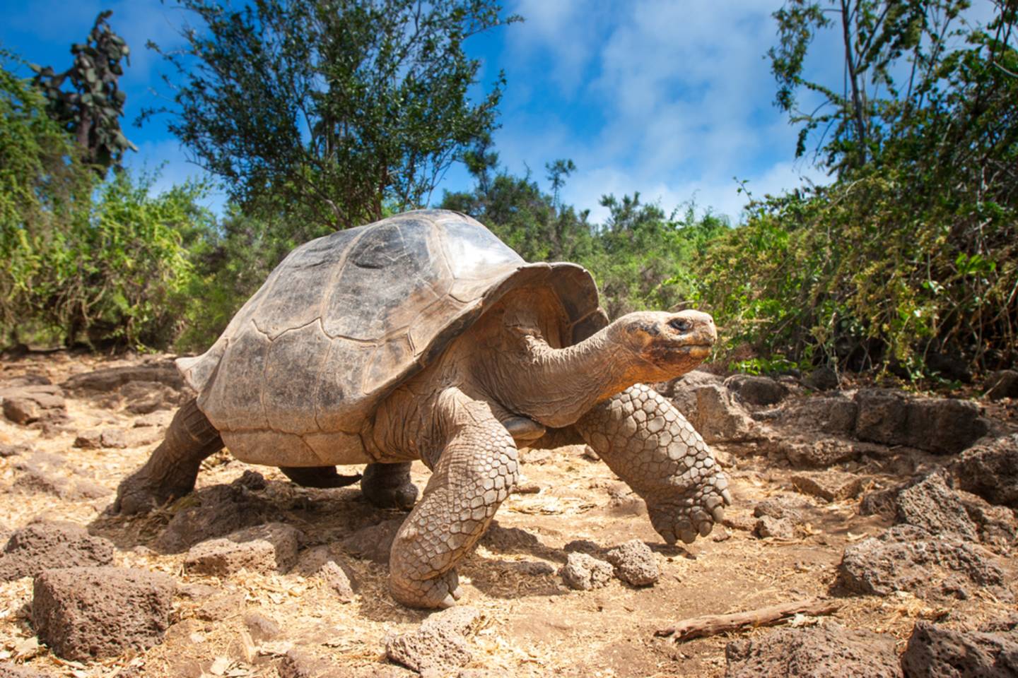tortoise