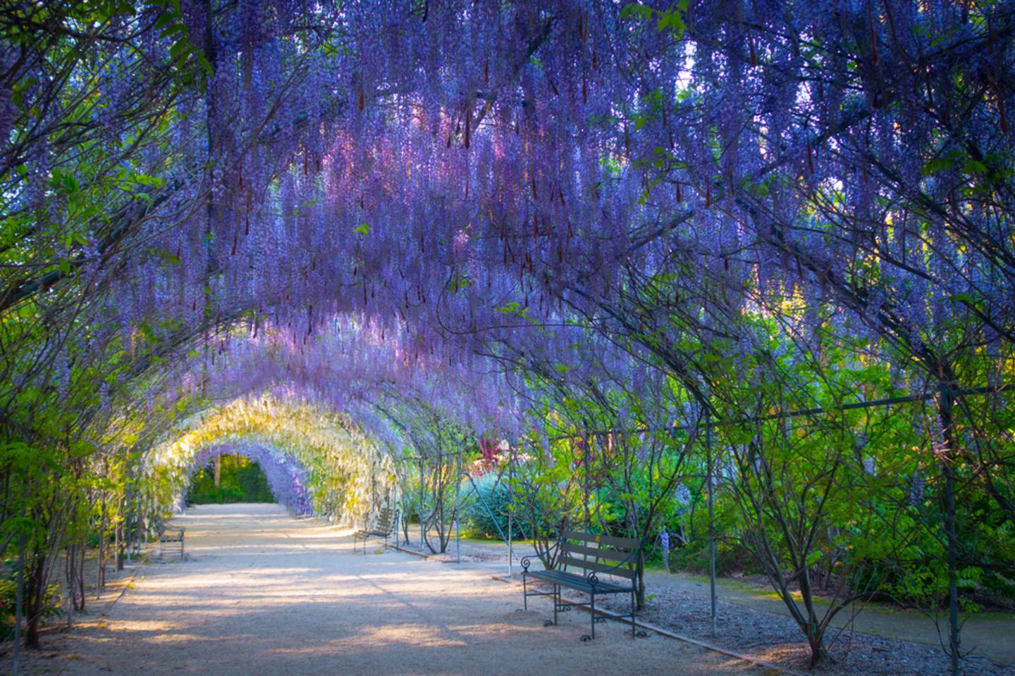 Adelaide lilacs