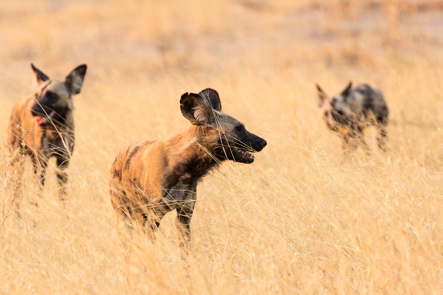 three hyenas in grassy field