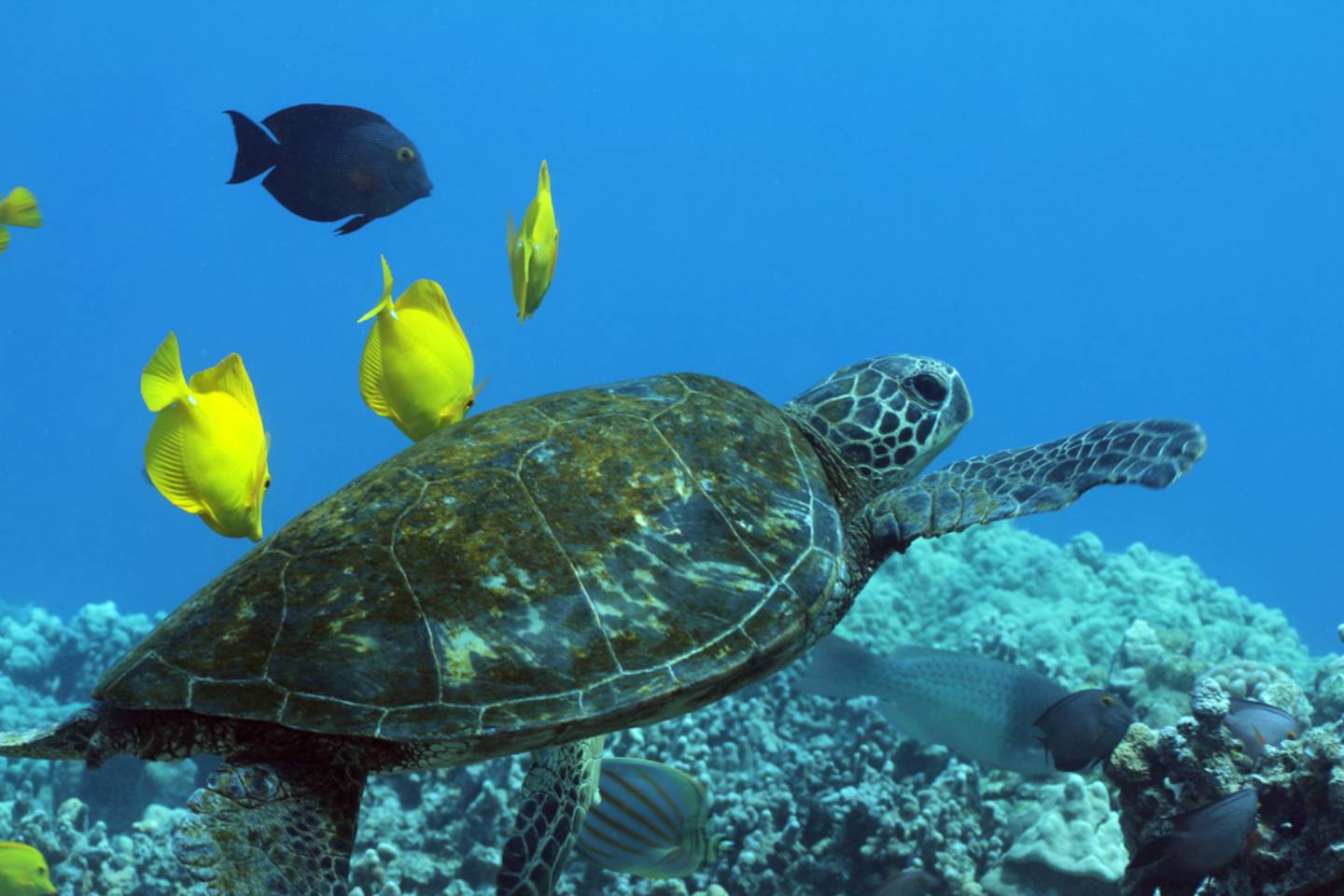 sea turtle kona hawaii