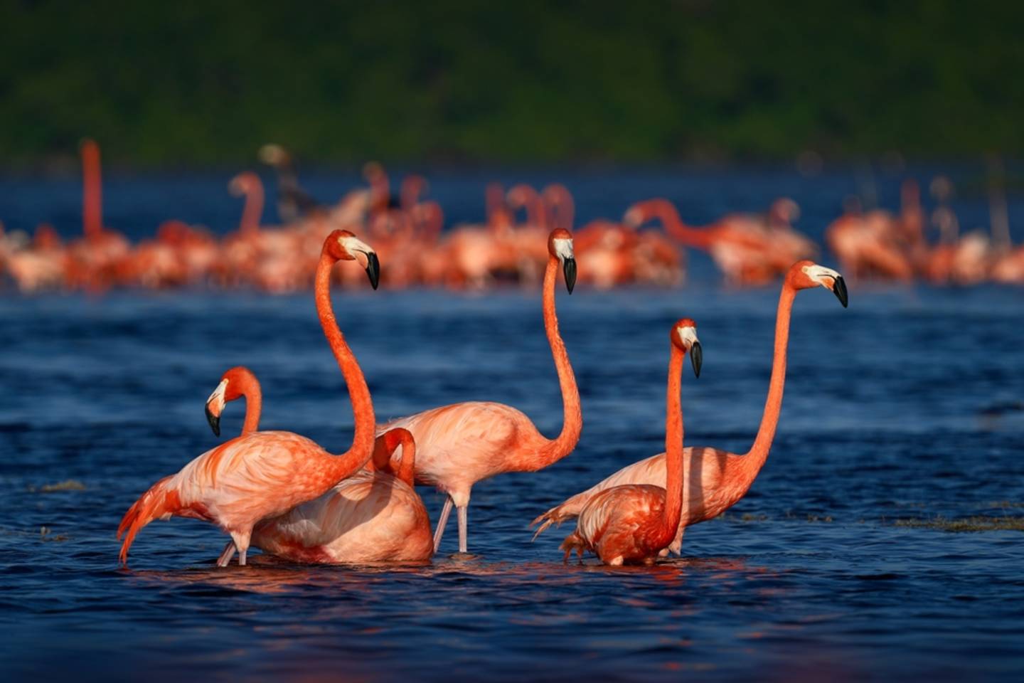 flamingos