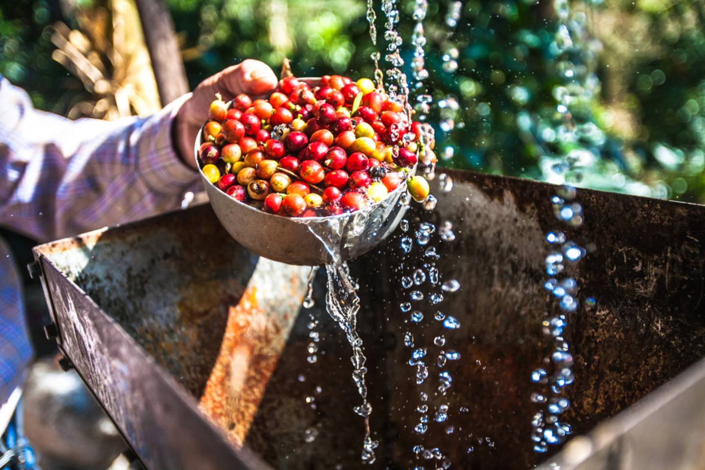 coffee farm