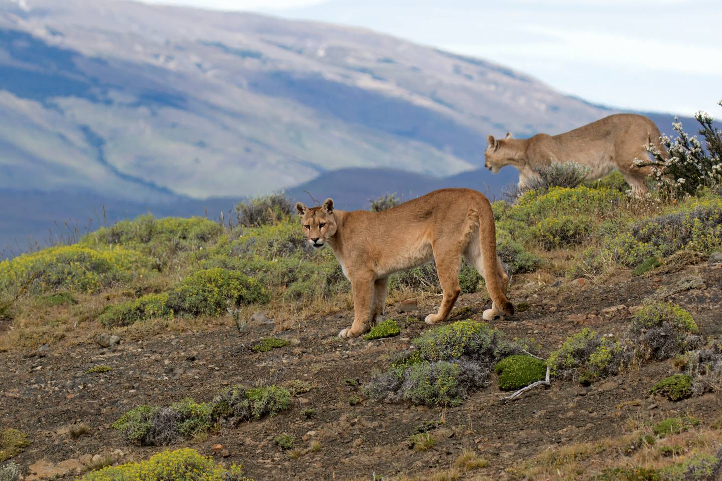 Puma