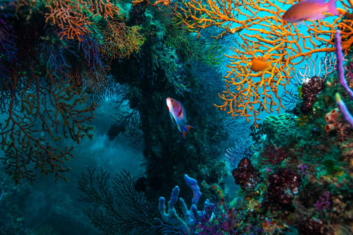 Great Barrier Reef coral